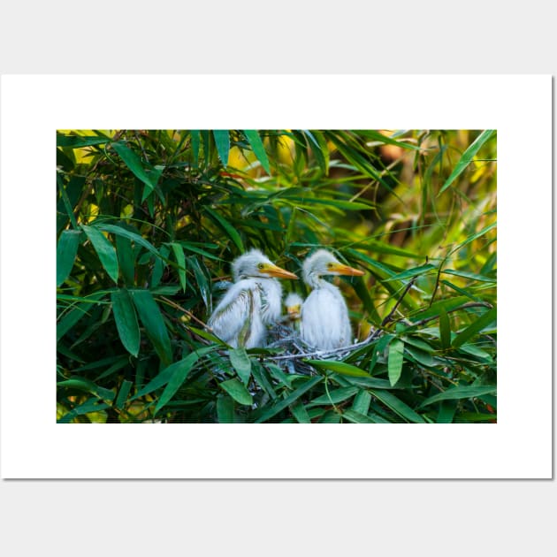 Three Great White Egret Chicks on the Nest. Cute baby birds photography. Wall Art by kstanvir